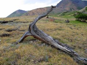 Altai_tree